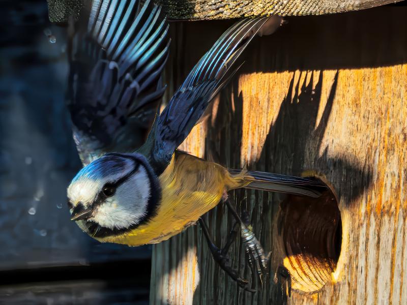 Snapfoto af blåmejse der flyver ud af en redekasse.