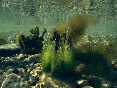 Foto af tang og stenbund under havet.
