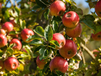 Foto af solbeskinnede røde æbler på et træ. 
