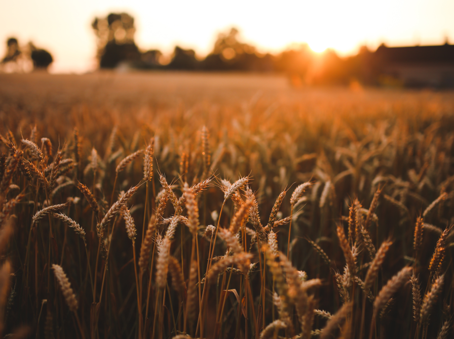 Billede af hvedemark i solnedgang. 